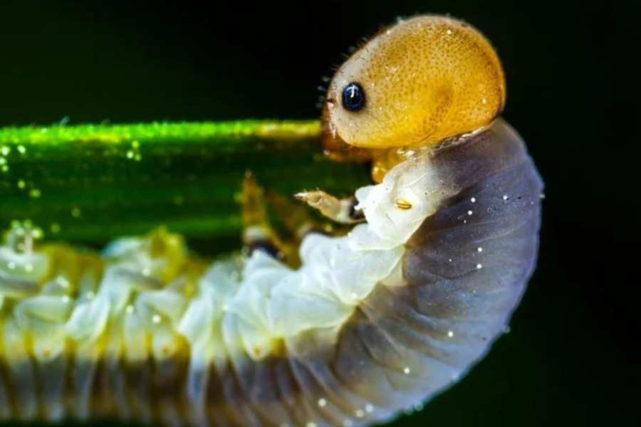 Larva di bostrico