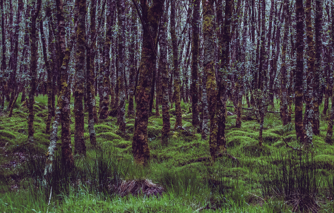 deep wood matteo pavana elbec