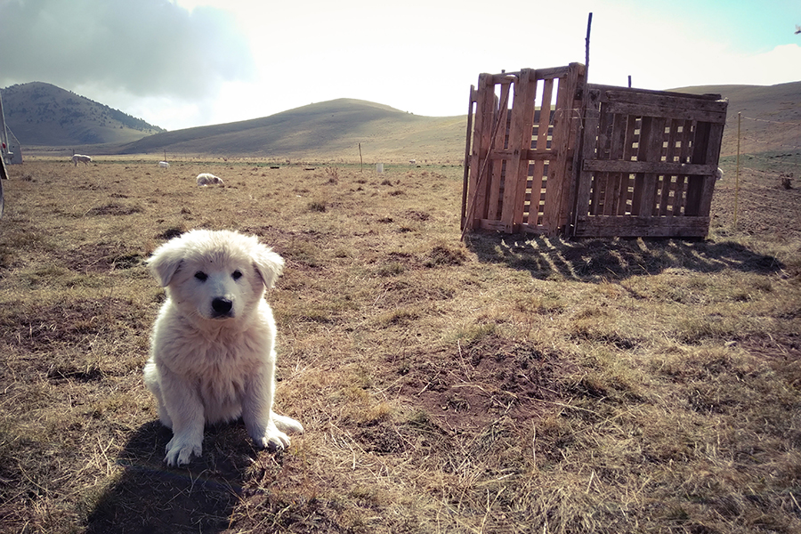 Chiot Dogue des Abruzzes en alerte
