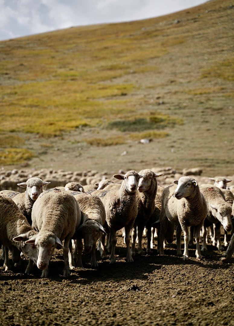 Mouton mérinisé des Abruzzes