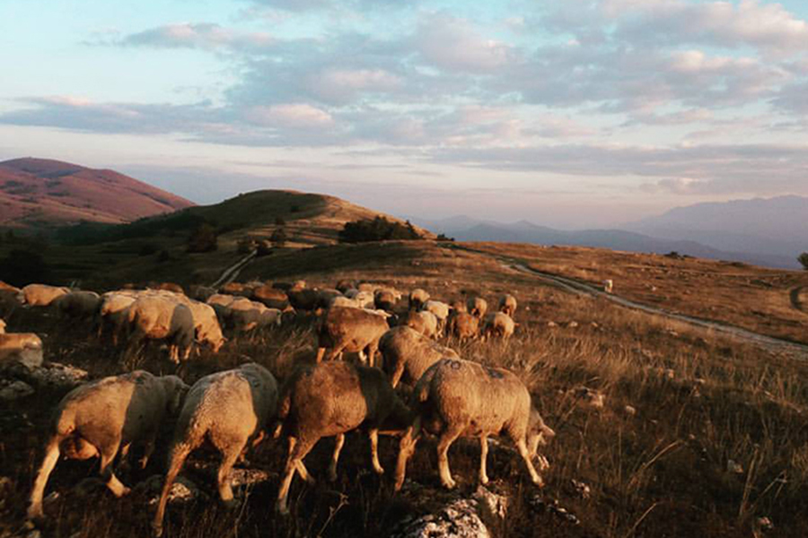 Le pecore merinizzate italiane, producono una lana estremamente soffice e sottile e pascolano sul Gran Sasso nella piana di Campo Imperatore. Si trata di pecore di razza Sopravissana e Gentile di Puglia selezionata per avere filati fine con finezze che si avvicinano ai 21 micron di spessore