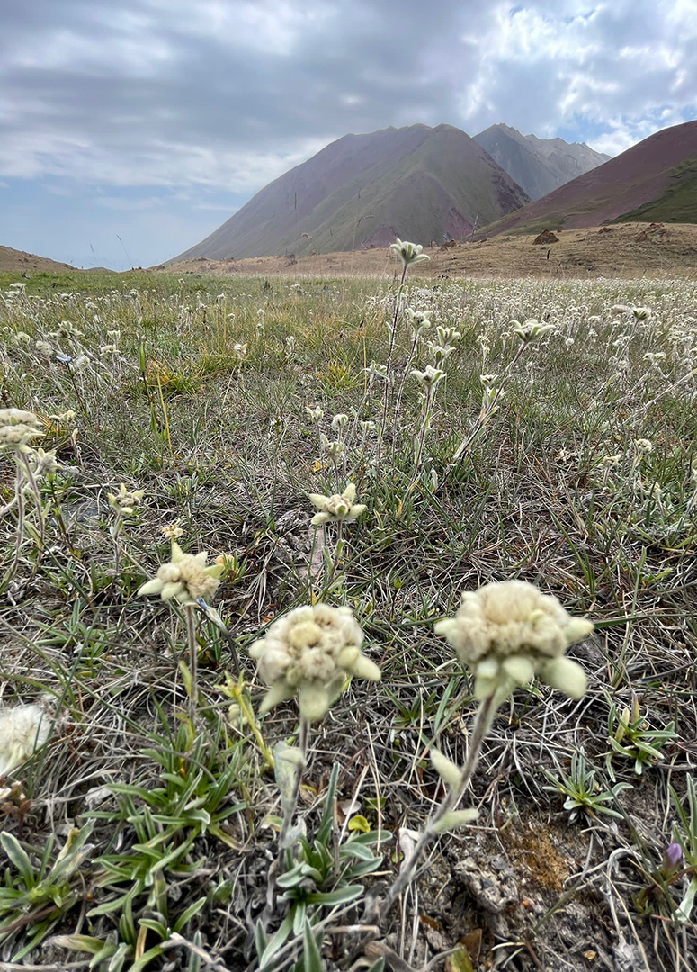 Stelle alpine tajike - Foto @M.Villani