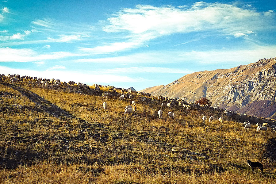transumanza in Abruzzo