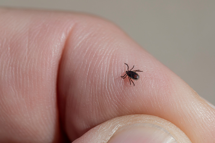 Ixodes Ricinus: la zecca è un aracnide