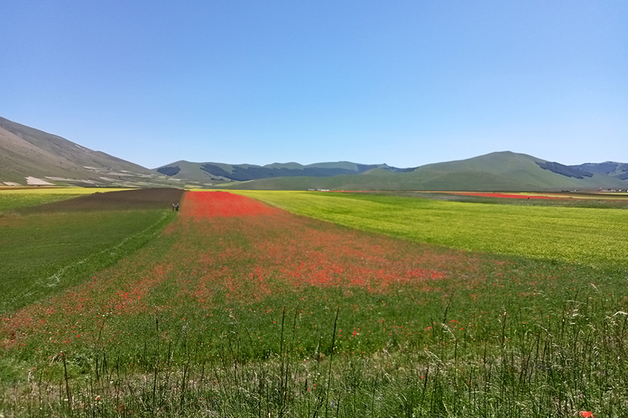 L'infiorita della piana di Castelluccio di Norcia